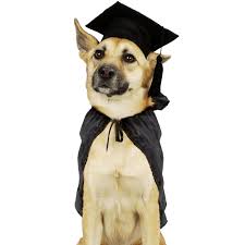 Dog graduating