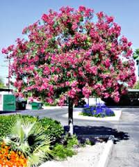 Oleander tree