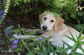 Puppies eating plants 2