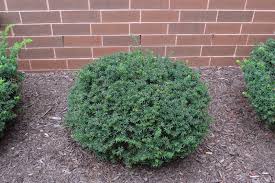 Yew bush