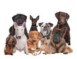 cropped-Group-of-dogs.jpg