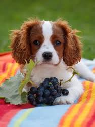 Dog eating grapes