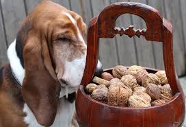Dog eating nuts