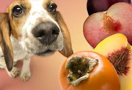 Dog eating peach pits