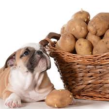 Dog eating potato