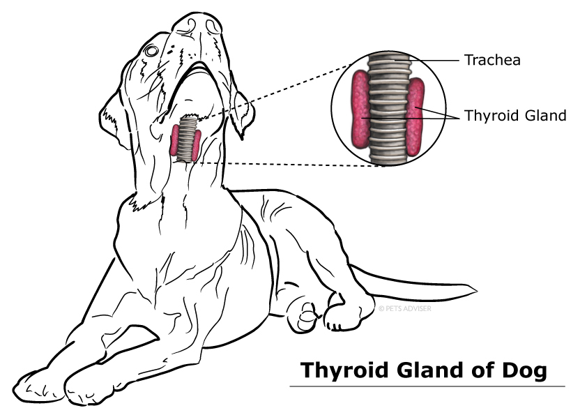 Dog-thyroid-Gland1