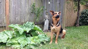 Rhubarb leaves