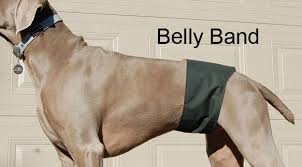 Belly Band