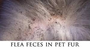 Flea feces