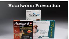 Heartworm Prevention