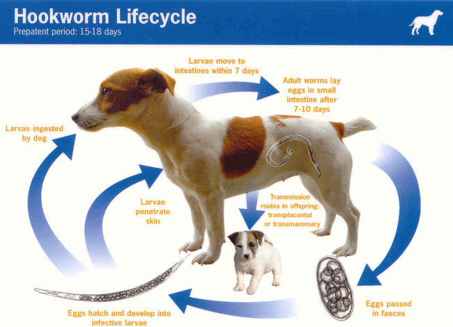 hookworm-lifecycle