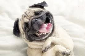 Happy acupuncture dog