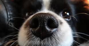Healthy Dog Nose