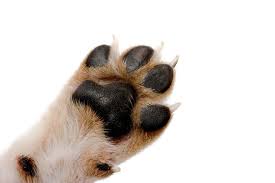 Healthy Dog Paws