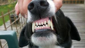 Healthy Dog Teeth