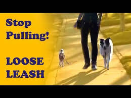 Loose leash walking