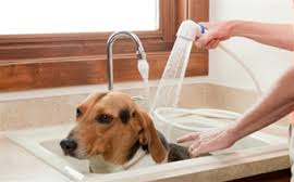Spraying dog bath