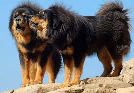 Tibetin mastiff