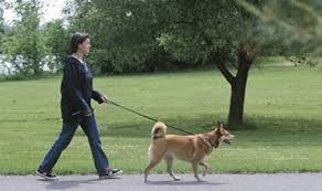 Dog Walk 1