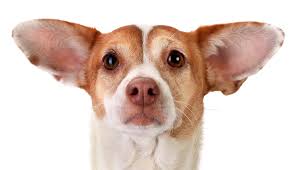 Dog ears 1