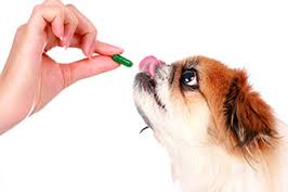 Dog taking pill