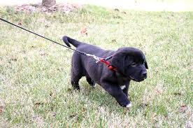 Puppy peeing on leash