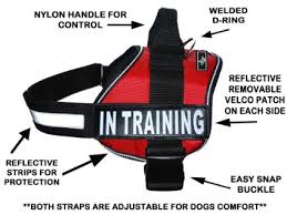 Training Vest