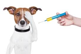 Vaccinated dog