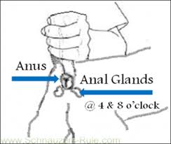 Anal glands