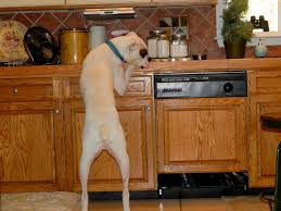Counter Surfing