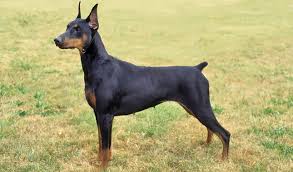 Doberman