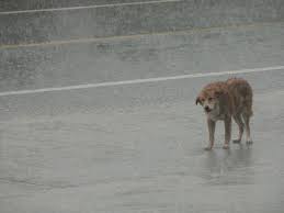 Dog in rain