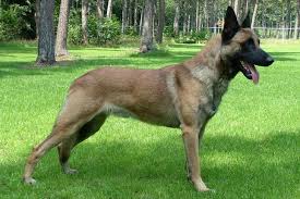 Malinois1