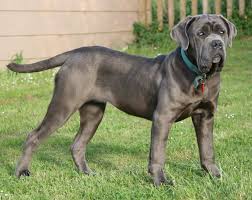 Mastiff