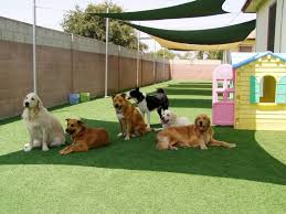 doggy daycare